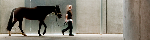 Foto af dyrepasser som går med en hest