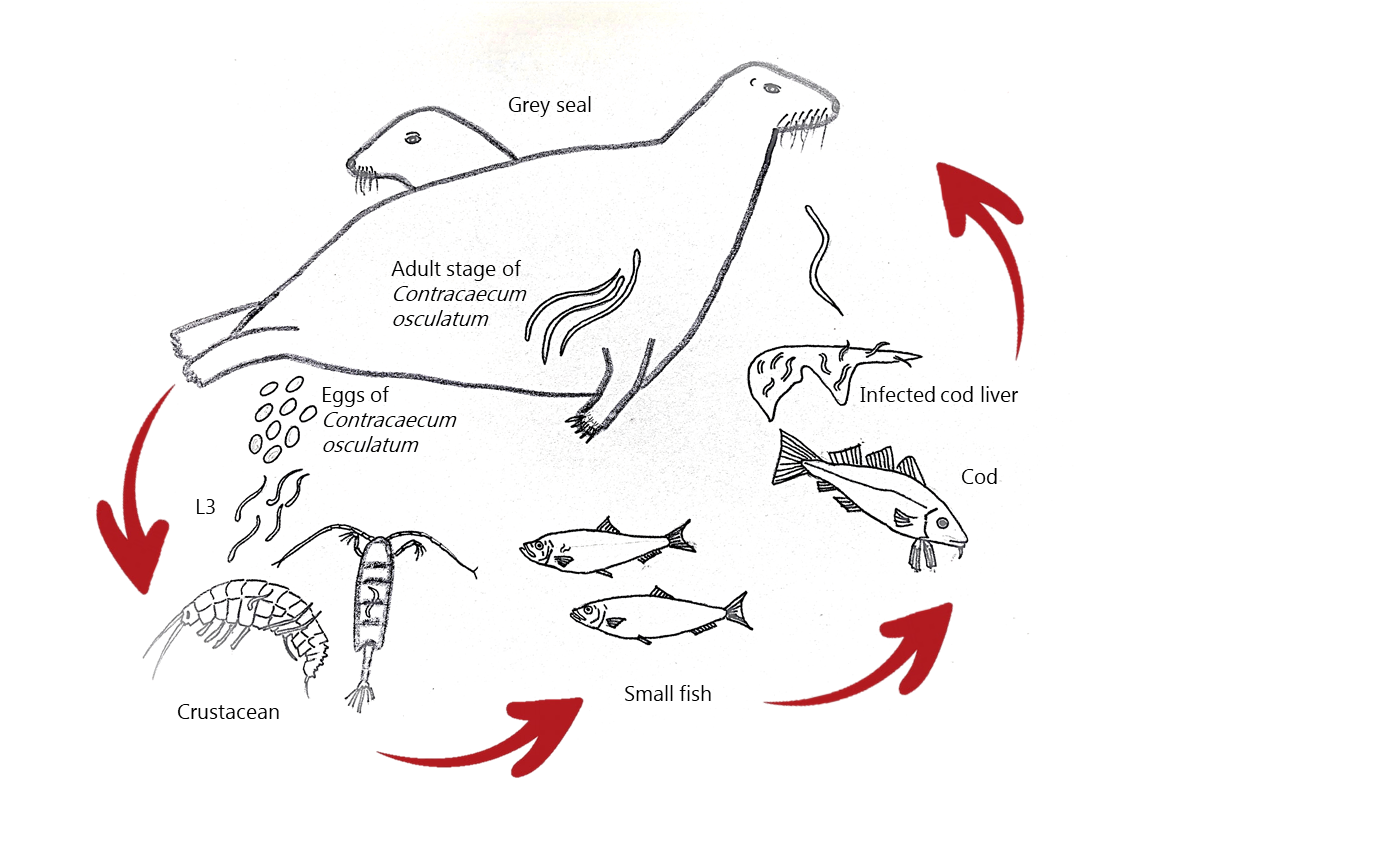 The life cycle of C. osculatum in the Baltic Sea. The adult female worm located in the seal stomach releases eggs.   