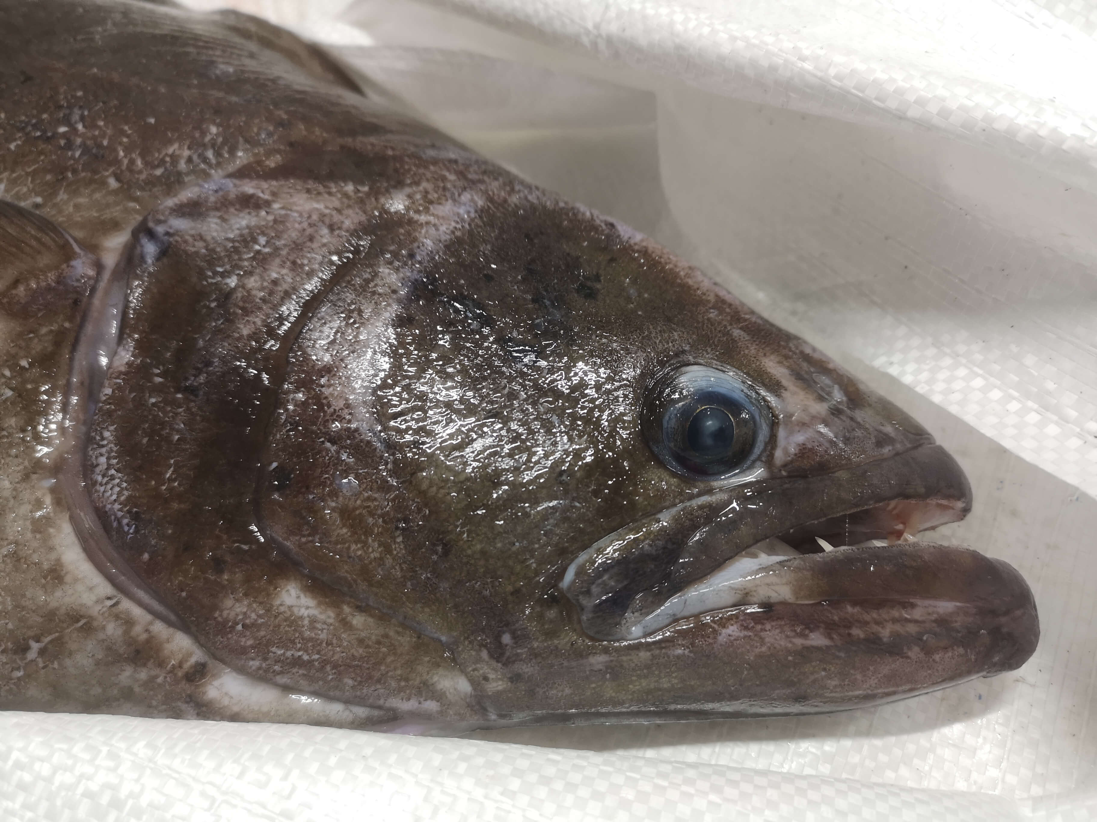 Greenlandic halibut