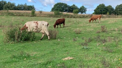 Picture from a Danish commercial dairy farm, showing two dairy cows and a heifer grazing a permanent pasture in September 2023. Foto: Kari Bækgaard Eriksson. cows in field